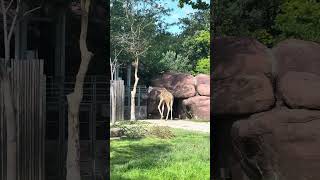 St. Louis Zoo , world-famous zoo with 16,000 animals, 500 species, and strong conservation efforts.