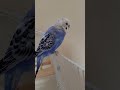 【セキセイインコ】太い筆毛？ぶつけて出血？第三の目？元気なので様子見