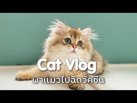 พาแมวไปฉีดวัคซีน แมวต้องฉีดวัคซีนอะไรบ้าง จำเป็นต้องฉีดไหม วัคซีนราคาเท่าไหร่