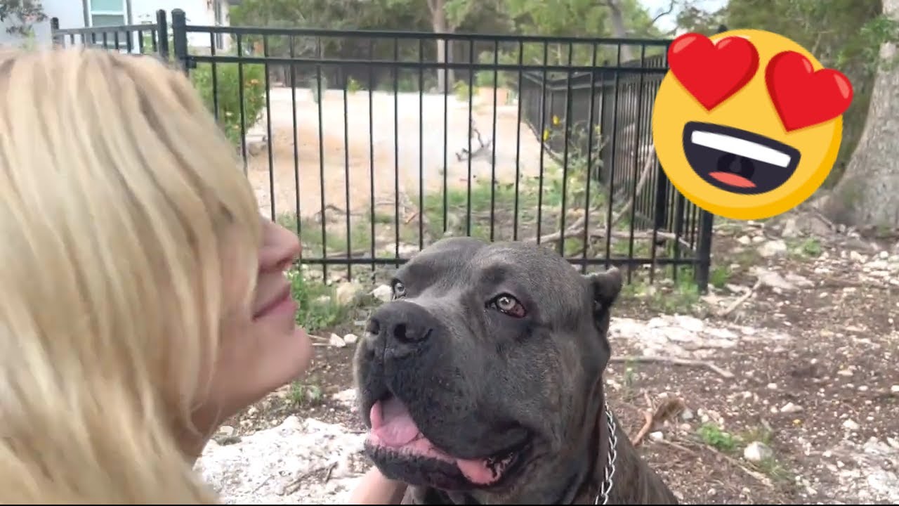 See Why CANE CORSO is PERFECT Companion. Living the Dream with my CANE