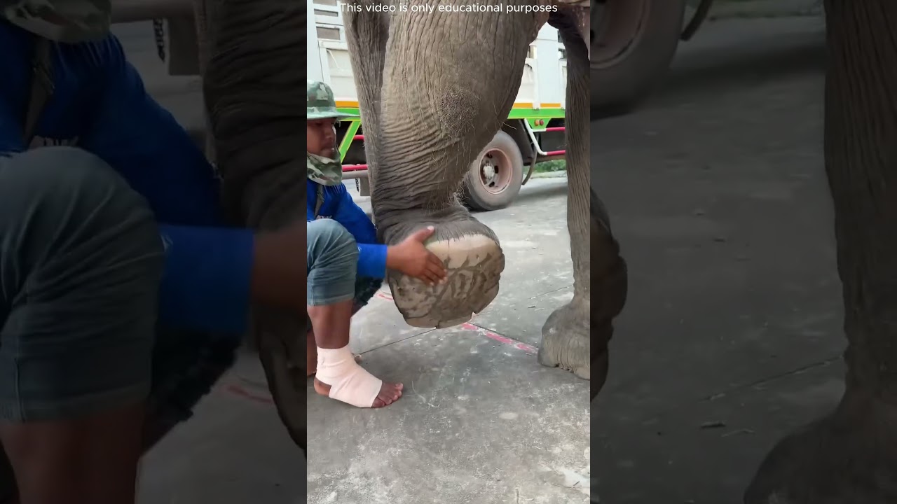 🐘😢 “An Elephant in Pain on the Roadside and a Man’s Help” #shortvideo#facts #viralvideo