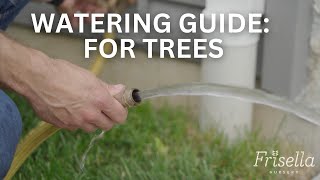 Tree Watering Guide: How to Check Your Trees & How to Water // Frisella Nursery