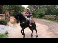 Dancing Horse - Tequila, Mexico