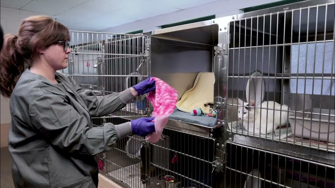Shelter Medicine ASPCA Spot Cleaning a Cat Kennel YouTube