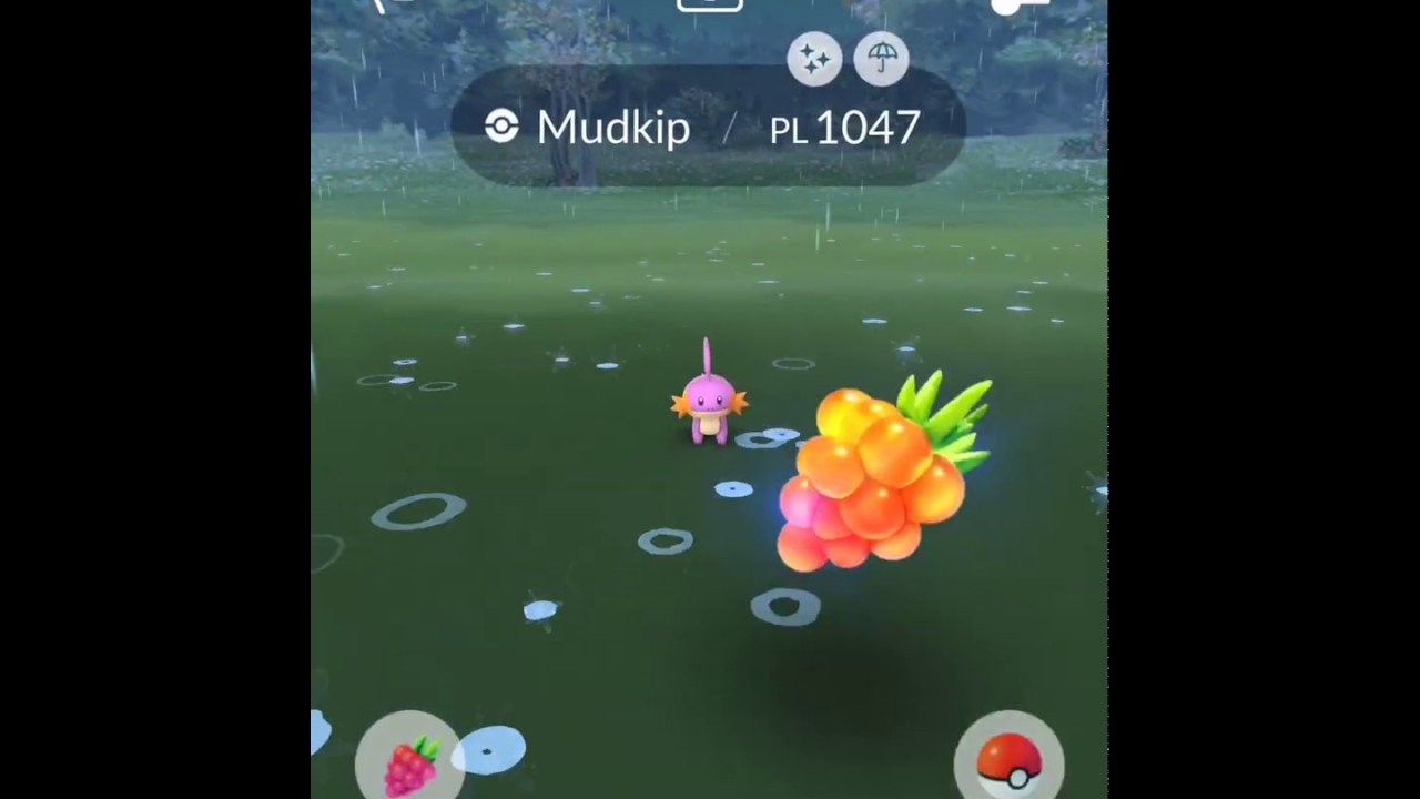 SHINY MUDKIP IV 100 MAX CP 1047 LIV 35