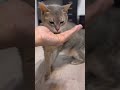 膀胱炎の猫にお薬を与えると