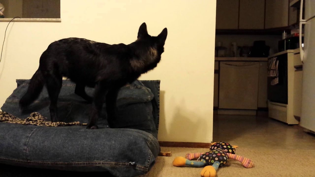 lunarly Luna The Wolfdog Chasing a Fly