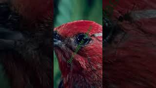 Sivri sinekler kanatlı canlılara ciddi zararlar verir önleminizi alın arkadaşlar.. #kanatlıhayvanlar