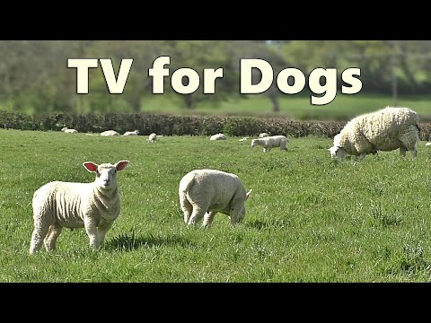 Dog TV Watching - Videos for Dogs - Sheep Sounds and Lambs Baaing ~ Relax with Nature