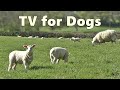 TV for Dogs - Calming Dog Watch TV  - Sheep and Lambs Baaing ~ Relax with Nature
