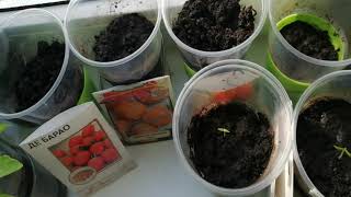 Выращивания томата/Томаты на подоконнике/Как вырастить помидоры круглый год/Эксперимент/1 сезон
