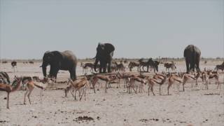 Martin Garrix & Third Party   Lions In The Wild Official Video