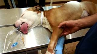 Orthopedic exam (Elbow Examination)