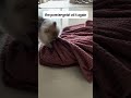 The Pomtergeist #Pomtergeist #DogShorts #FunnyDogs #Pomeranian #luna