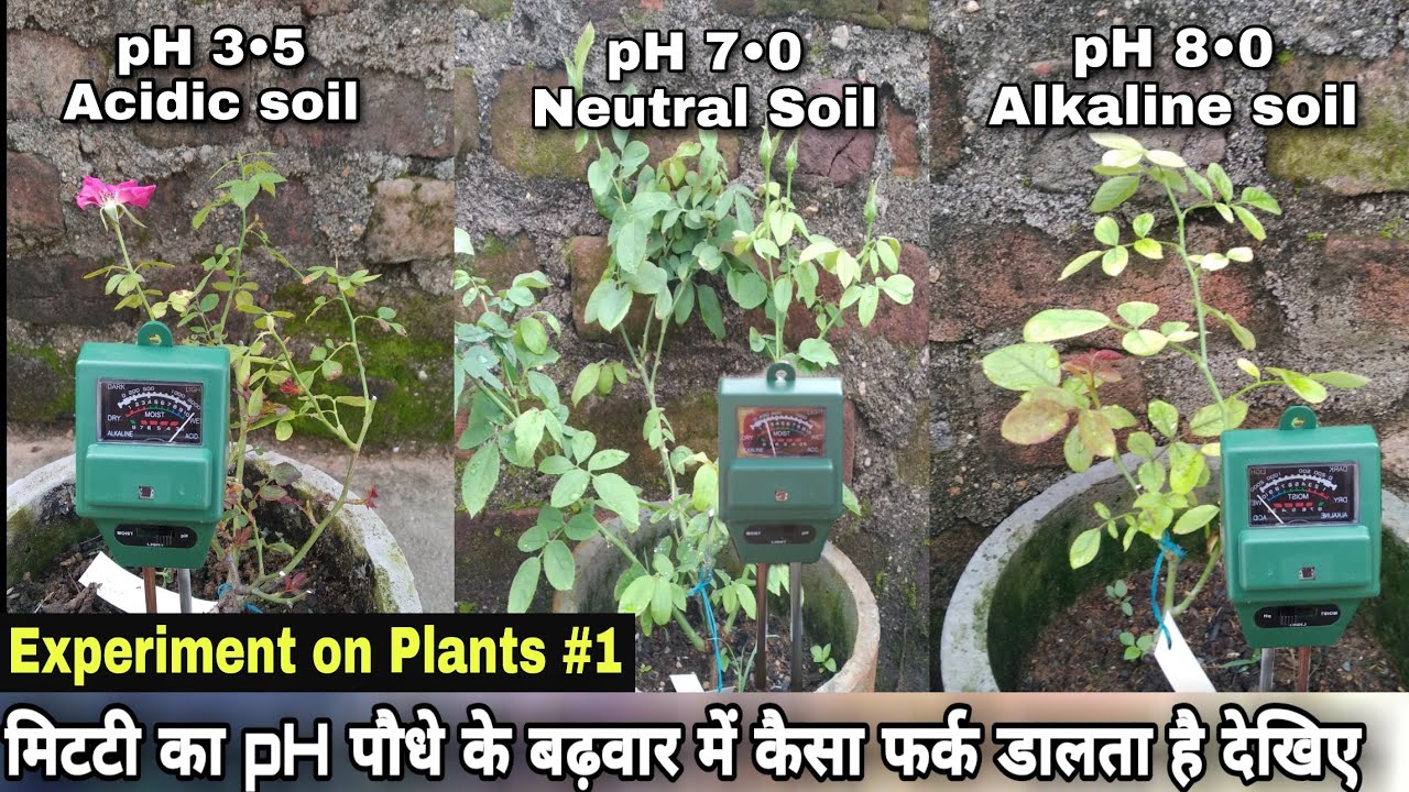 Реферат: How Ph Of Soil Affects A Plant