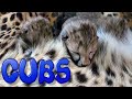 Abi The Cheetah Gives Birth (3) Cubs | Second Litter After Raising (2) Kittens To Adulthood Captive
