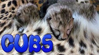 Abi The Cheetah Gives Birth (3) Cubs | Second Litter After Raising (2) Kittens To Adulthood Captive