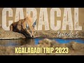 I found a caracal in the kgalagadi    episode 56