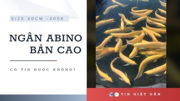 MUA CÁ RỒNG NGÂN ABINO size 40 GIÁ 400K || NGÂN ABINO BẢN CAO - Review Cuộc Sống