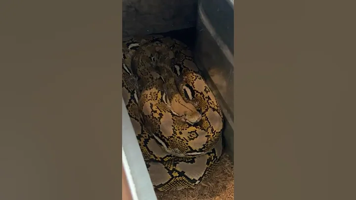 The BIGGEST Problem With Reticulated Pythons... #reticulatedpython #superdwarf