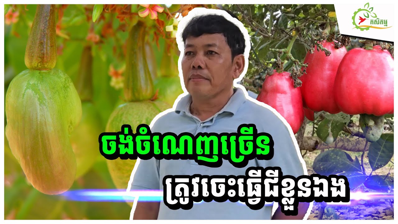 របៀបធ្វើជីត្រីនិងជីផ្លែឈើ ដាក់ស្វាយចន្ទីអស់លុយតិច ១ហិកតាឲ្យផល2.5តោន