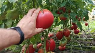 Из семян ОТ ТАКИХ помидоров НИЧЕГО хорошего не вырастит!