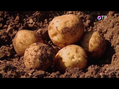 Всё о картофеле