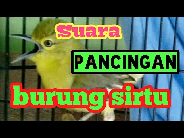 SUARA SIRTU UNTUK PANCINGAN class=