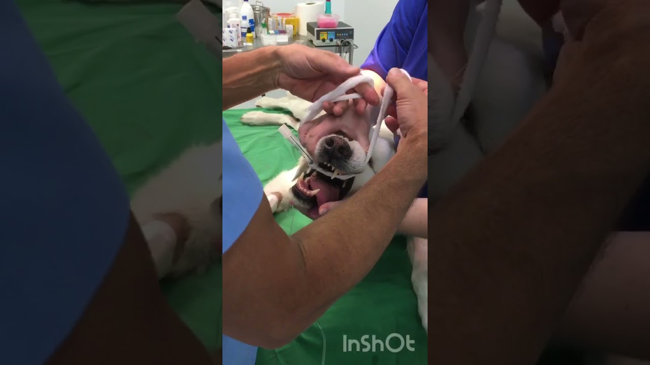 Inducción, ventilación mecánica y final de anestesia inhalatoria