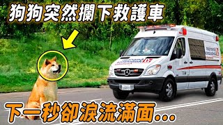 狗狗突然攔下救護車，醫生好奇下車查看，下一秒卻淚流滿面... by 心靈脈衝 2,451 views 3 weeks ago 17 minutes