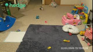 Hedge Pets Caught On Camera – Sock Thief