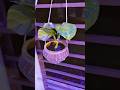 Flower pot || Money plant || Decoration