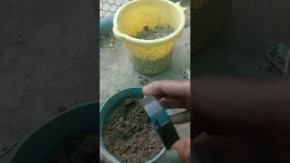 chia seed ☘️☘️ plant#bholebbastori#gerdening #shivmandirakhadakarala #chiaseeds #trendy #yt