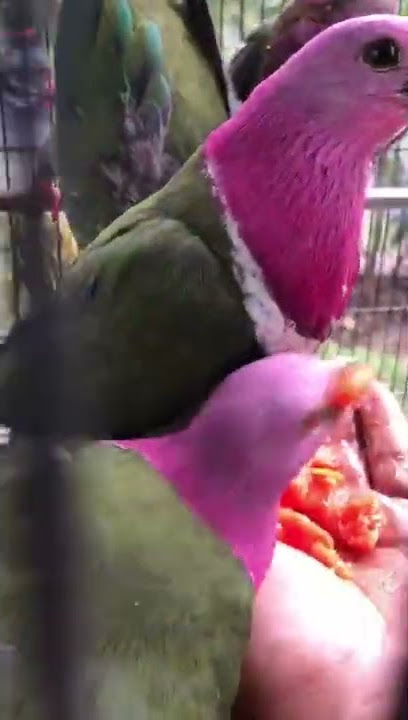 burung punai walik ungu wa 0895396111950 #burunghias #fruitdove