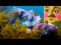 Forsen reacts to Blue Planet II Cuttlefish Mimics Being Female to Mate + Spider-tailed horned viper