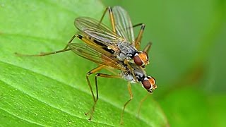 Steltvliegen Micropezidae, Paring