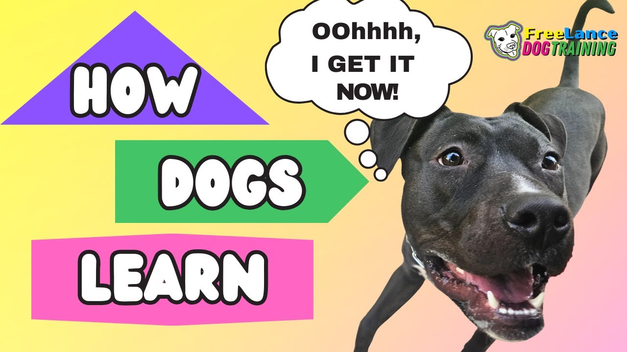 Service Dog Training Seminar | How Dogs Learn - YouTube
