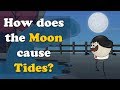 Tides, Tails, and Animal Senses: A Journey Through Nature's Forces
