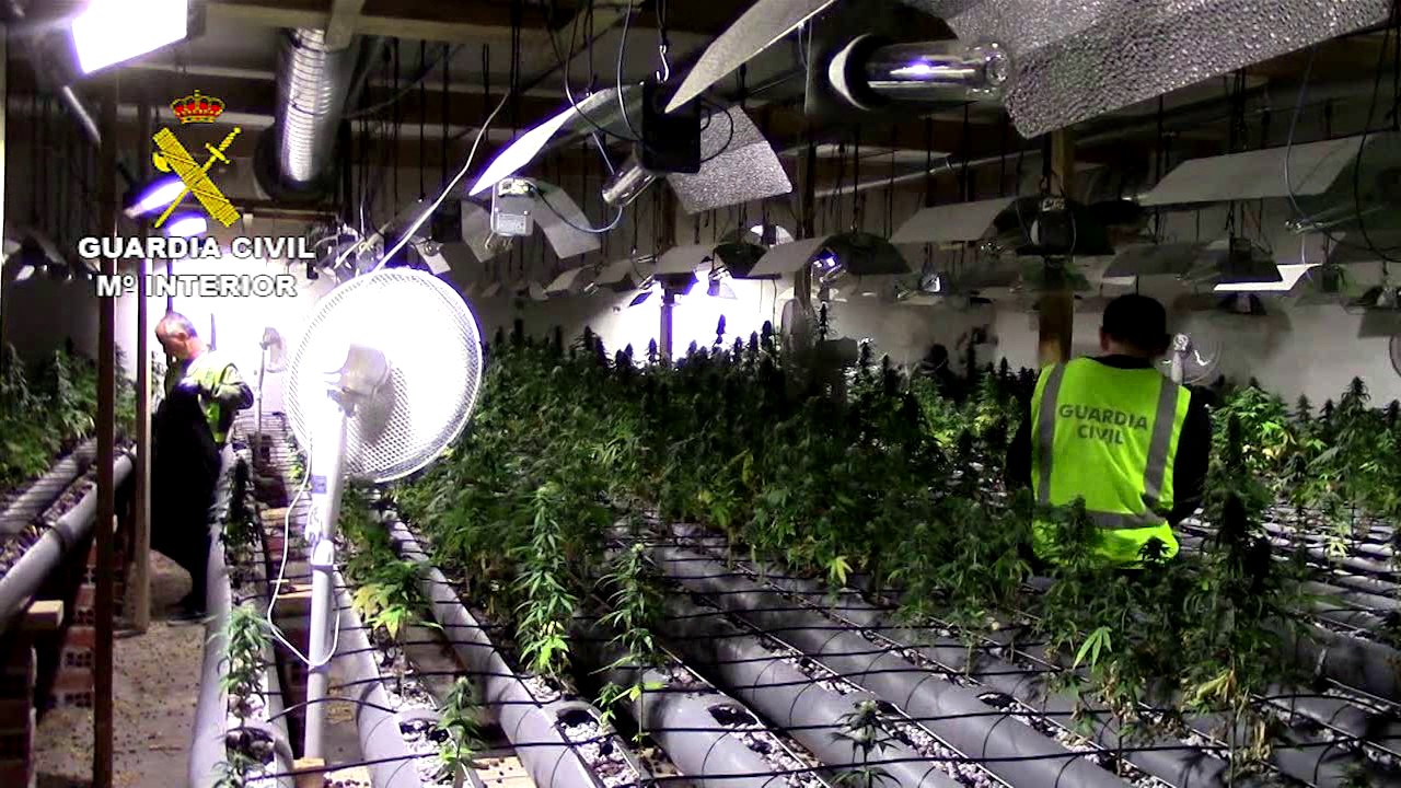 Desmantelan la mayor plantación de marihuana en Cantabria