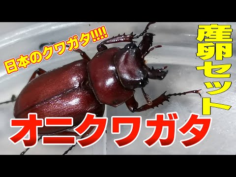 日本のオニクワガタ産卵セットに挑戦！！ - YouTube