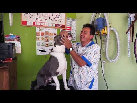 Video: Mielofibrosis canina