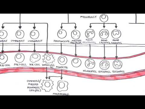Video: Rozdíl Mezi Hematopoézou A Hemocytoblastem