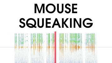 Mouse Squeaking Sound Effects