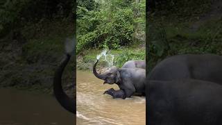 Elephant Trunk Magic! 🪄 Mom Shows Baby How to Spray Water🥹 #babyelephant #wildlife #shorts