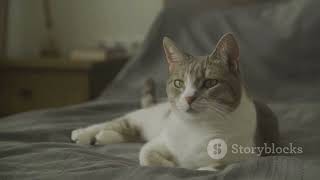 Cat Can Sense! Do Cats Really judge People! The Surprising Truth