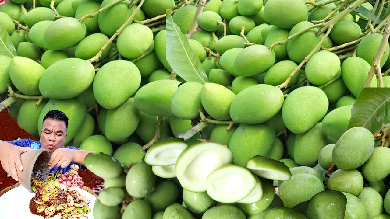 ตำมะม่วงกะตอย ใส่ปูนาดอง เปรี้ยวจี้ดจ้าดถึงใจ