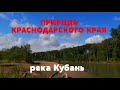 Природа Краснодарского края. Река Кубань. Лес возле реки.