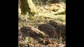 Wilde Zwijnen Frislingen foerageren 🐗 | Veluwe  #wildzwijn #wildboar #veluwe