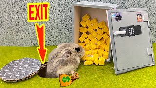 🐹 Hamster Escapes Maze awesome Creative with CATNAP for Pets in real life - Great Hamster