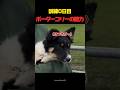 訓練0日目！ボーダーコリーが羊に出会うと起きること